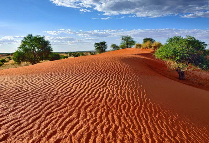 Namibie - Désert du Kalahari ©Shutterstock, Oleg Znamenskiy